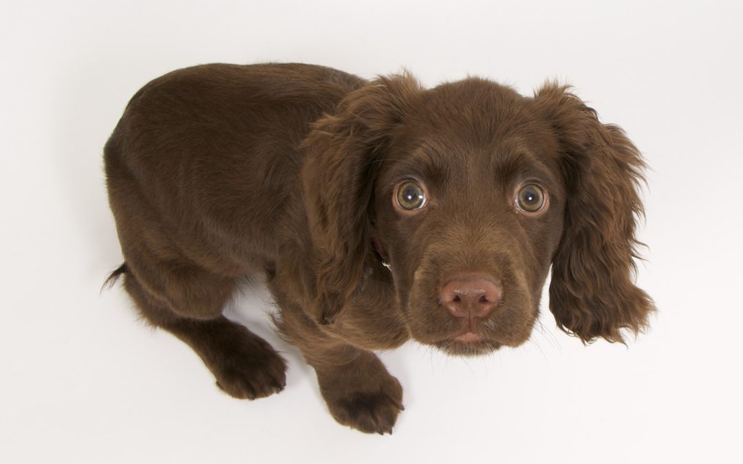 Anxious chocolate labrador puppy