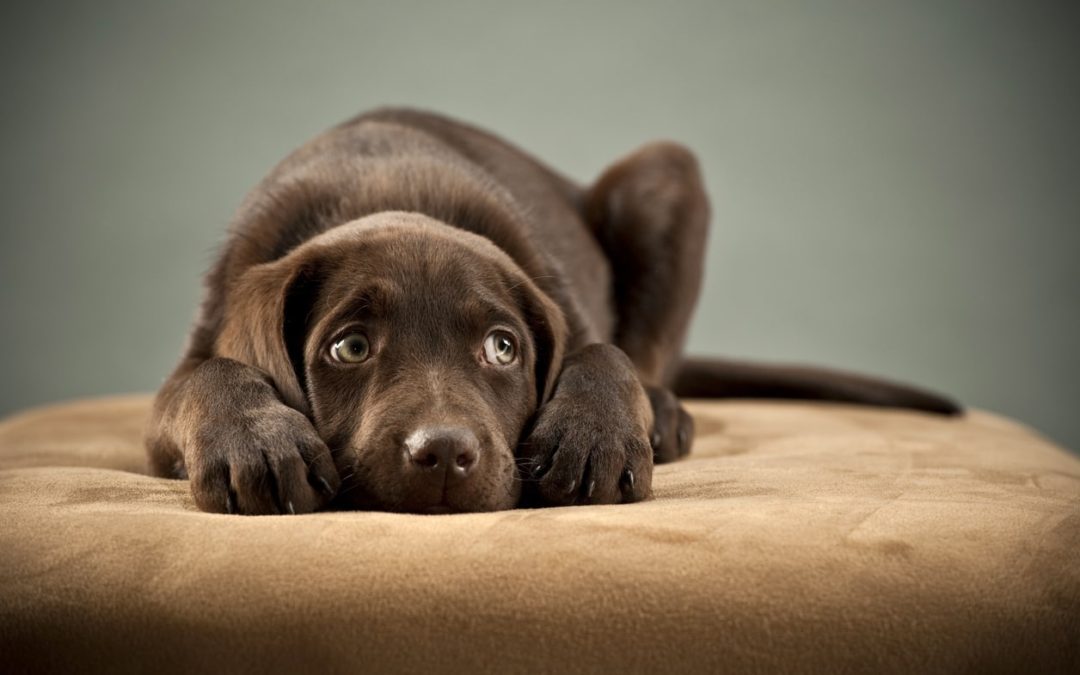 Chocolate Lab Puppy Looking Anxious