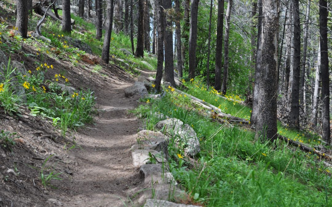 Want to Relieve Your Stress, Anxiety or Depression?  Try Forest Bathing