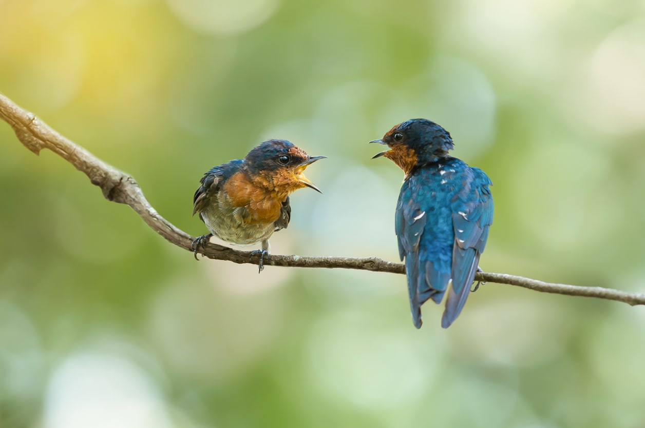 couple-of-birds-communicating