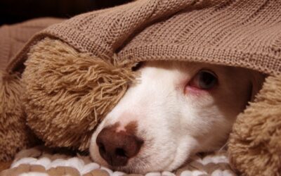 Hijacked by Anxiety?  How to Regain Your Inner Peace