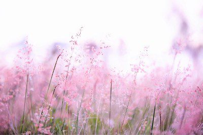 somatic-flowers