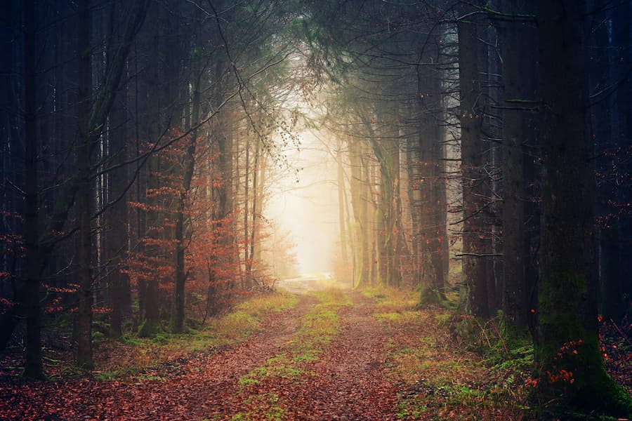 traumas6 (1) dark woods