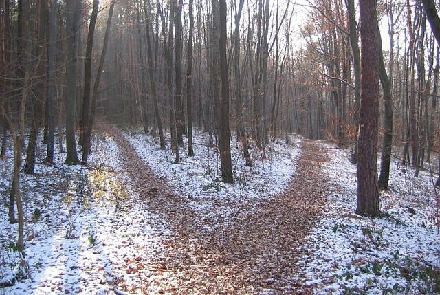 forest-path-238887_640 (1) a path that splits