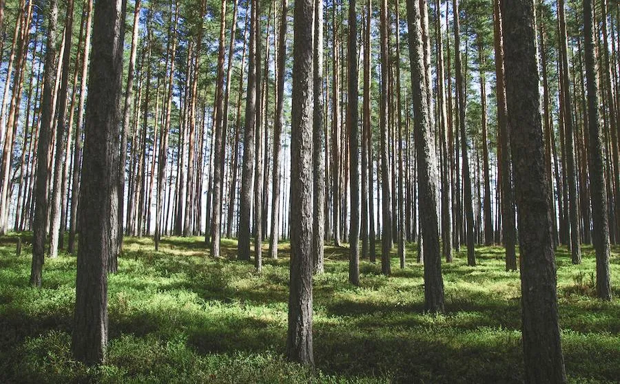 pexels-pille-kirsi-222198-1093216 trees in a forest
